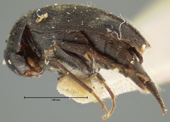 Media type: image;   Entomology 4825 Aspect: habitus lateral view